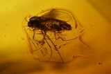 Three Fossil Flies (Diptera) In Baltic Amber #139032-3